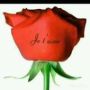 shelou