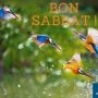 Sonel Carelus